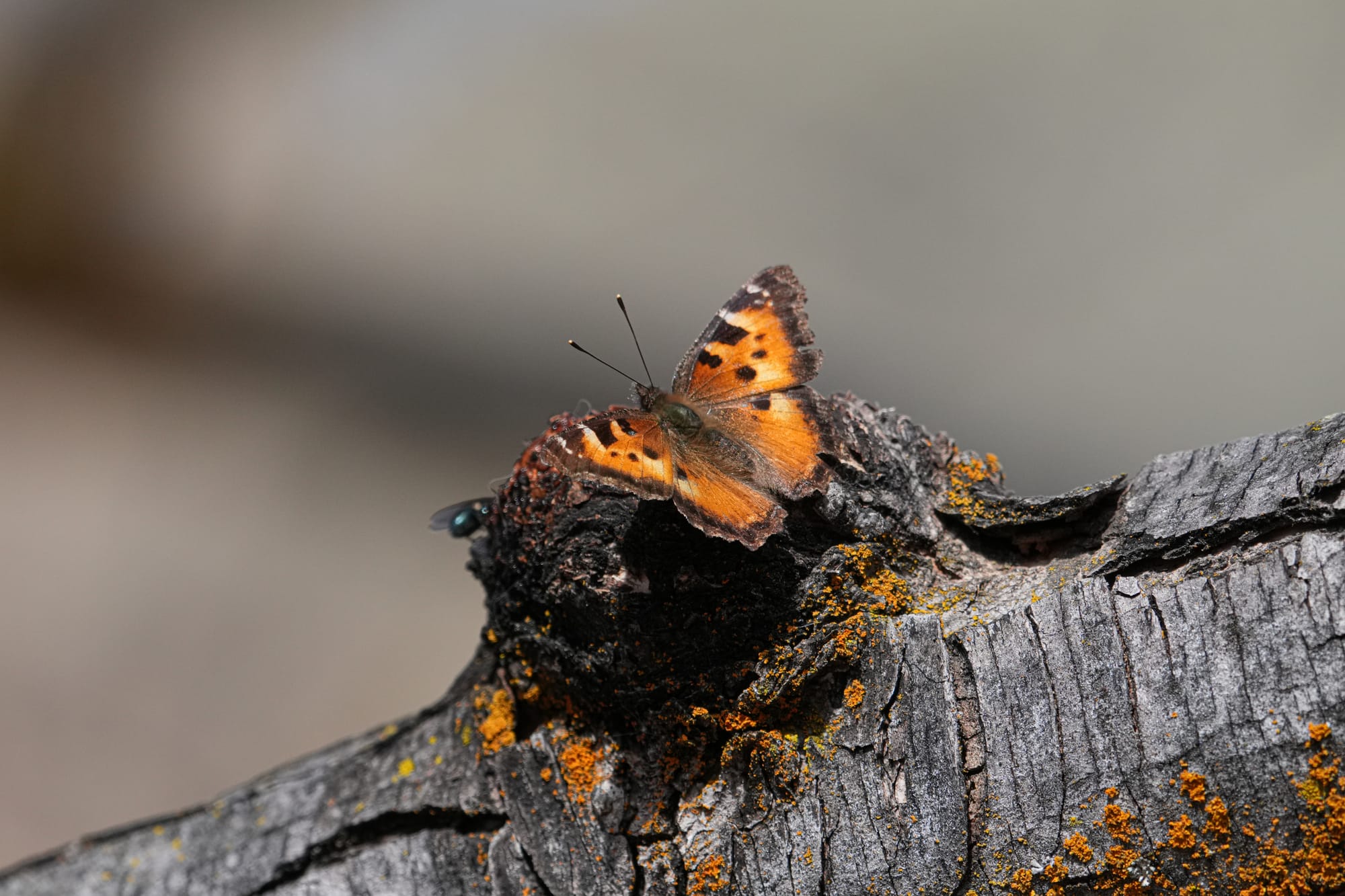 butterfly