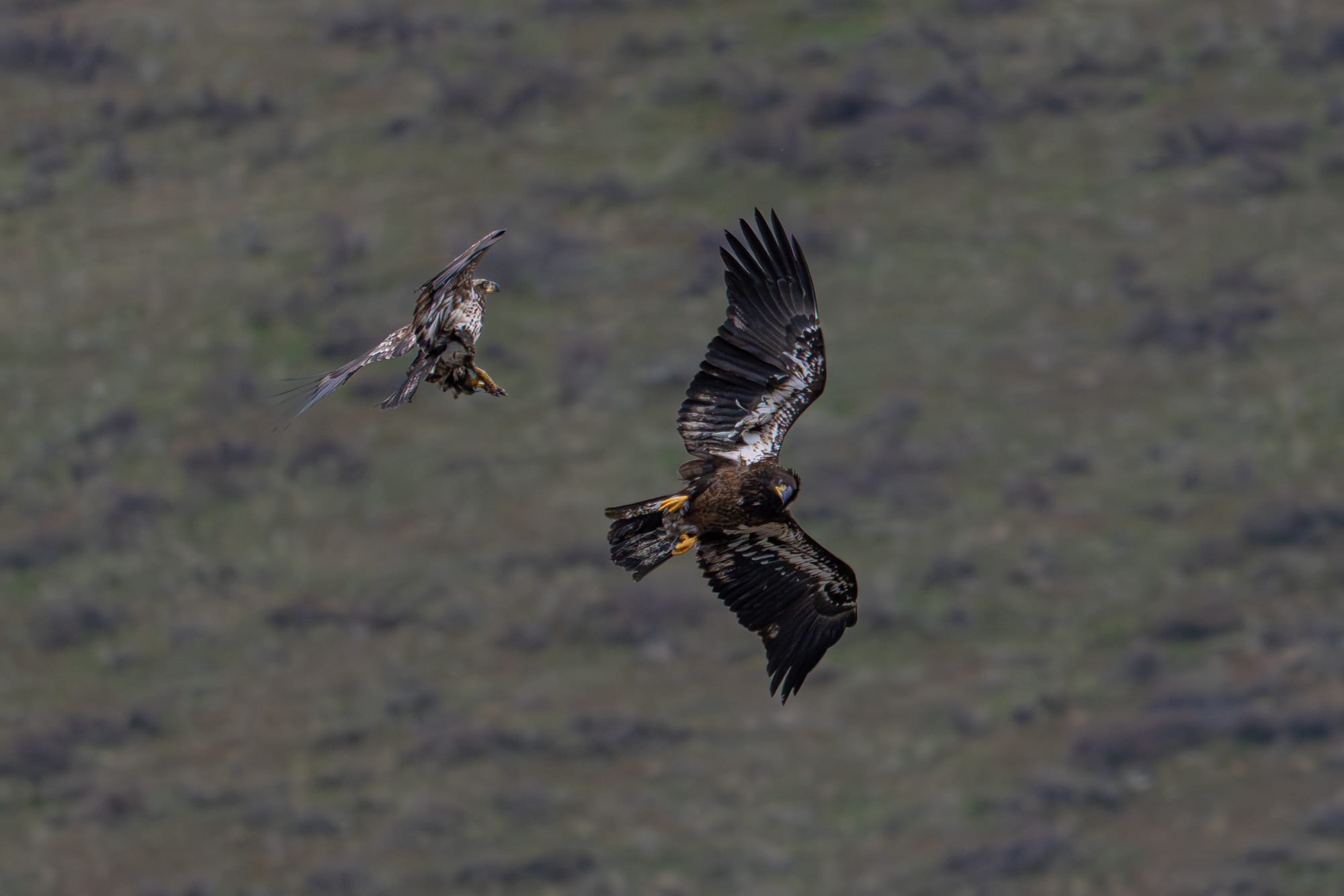 juvenile eagles