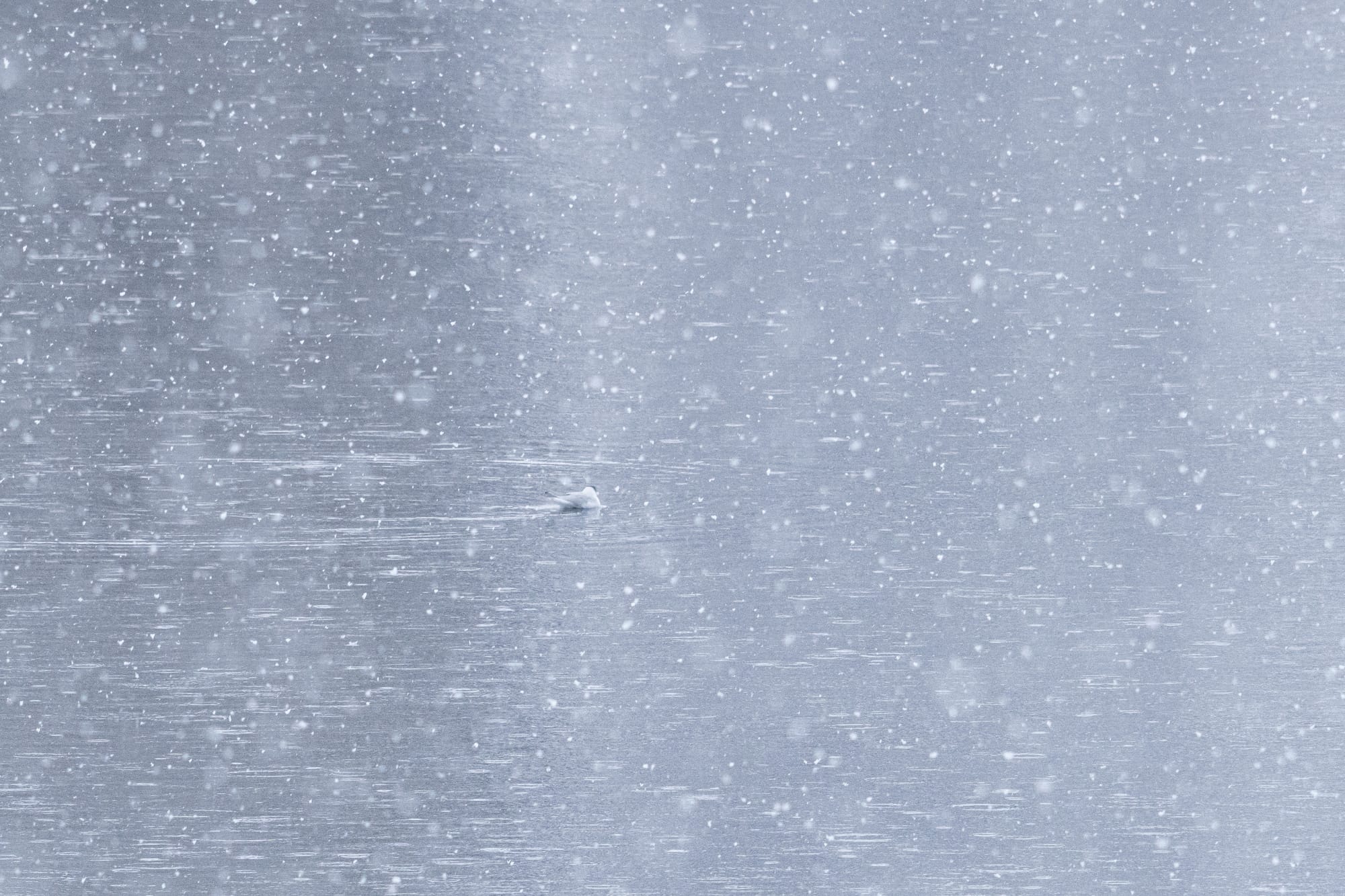 Bonaparte's gull in snowstorm