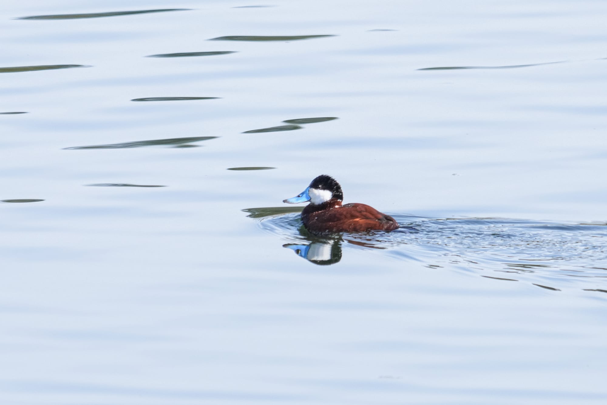 male ruddy duck