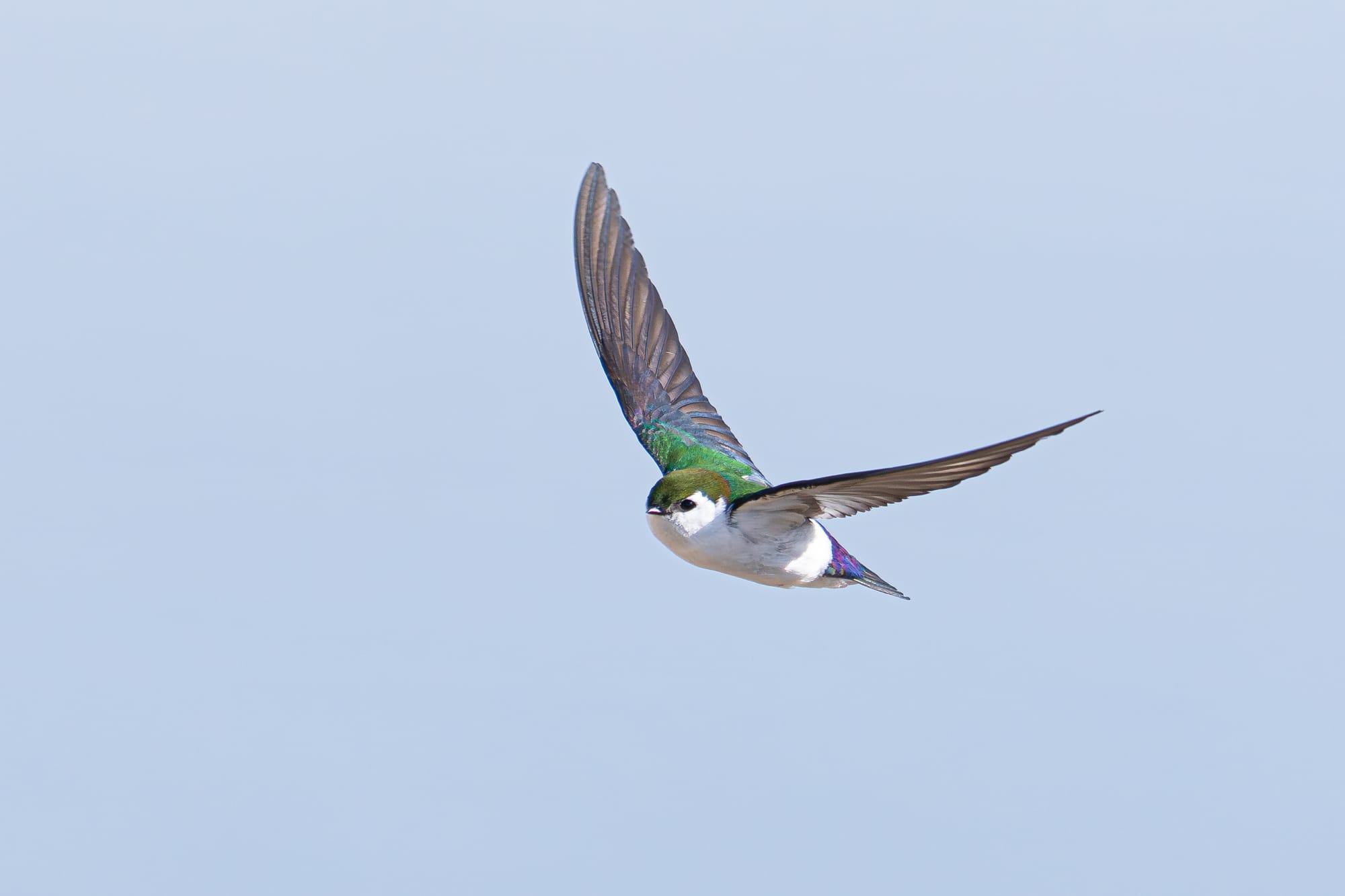 violet-green swallow