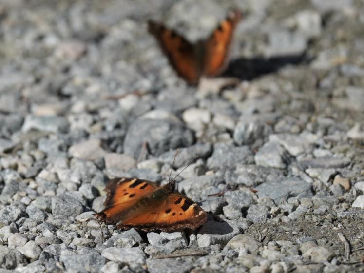California tortoiseshells