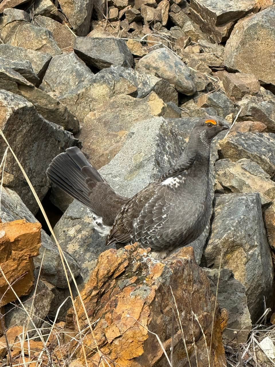 dusky grouse