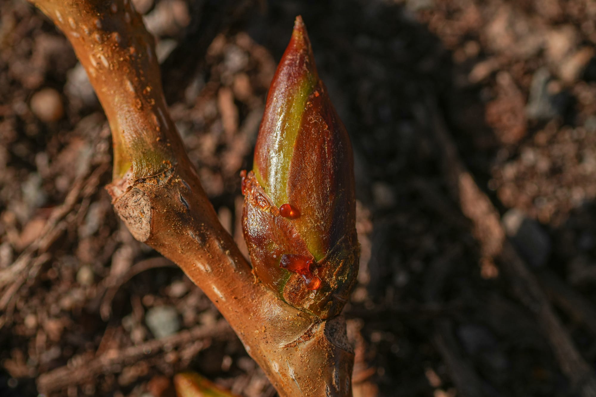 cottonwood leaf buds