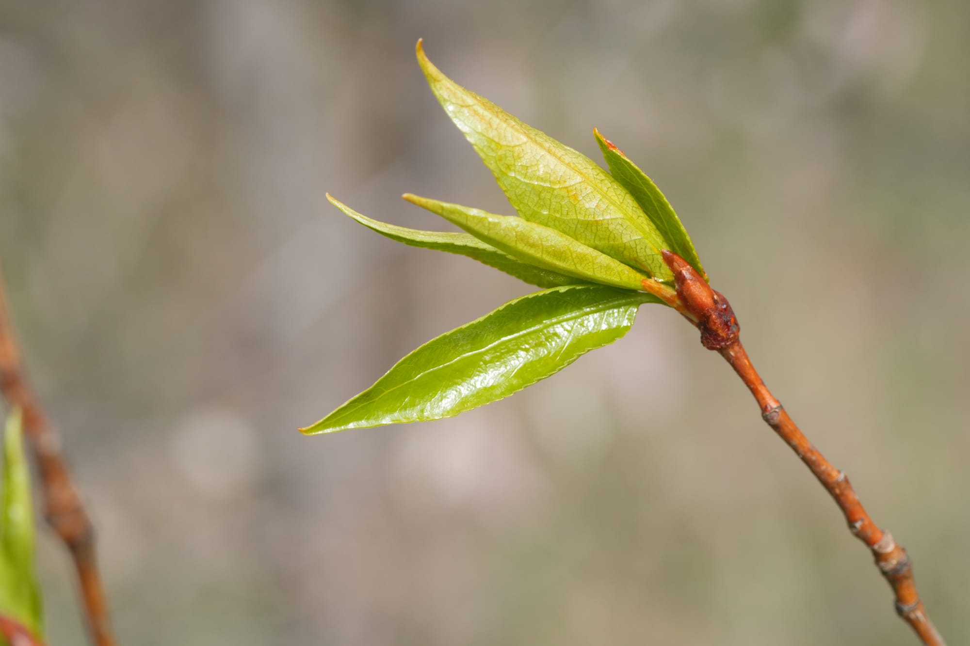 cottonwood leaves