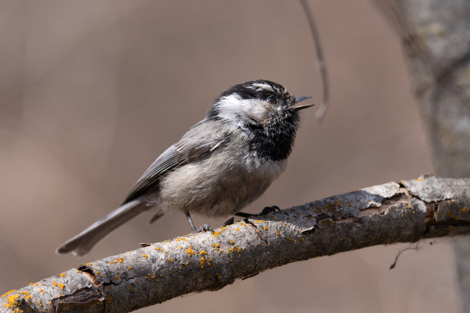 mountain chickadee