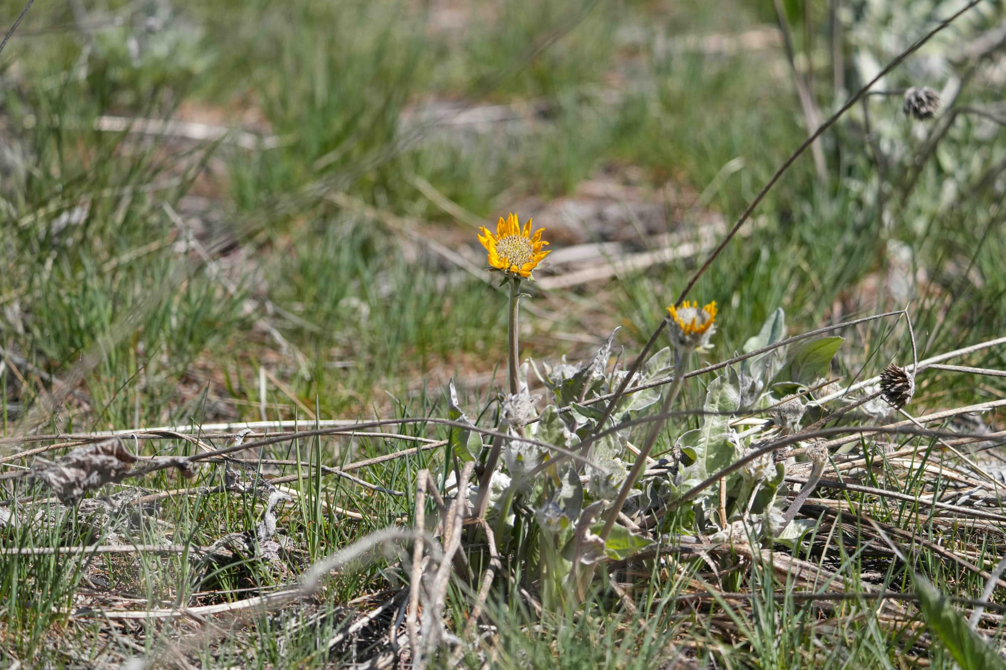 balsamroot