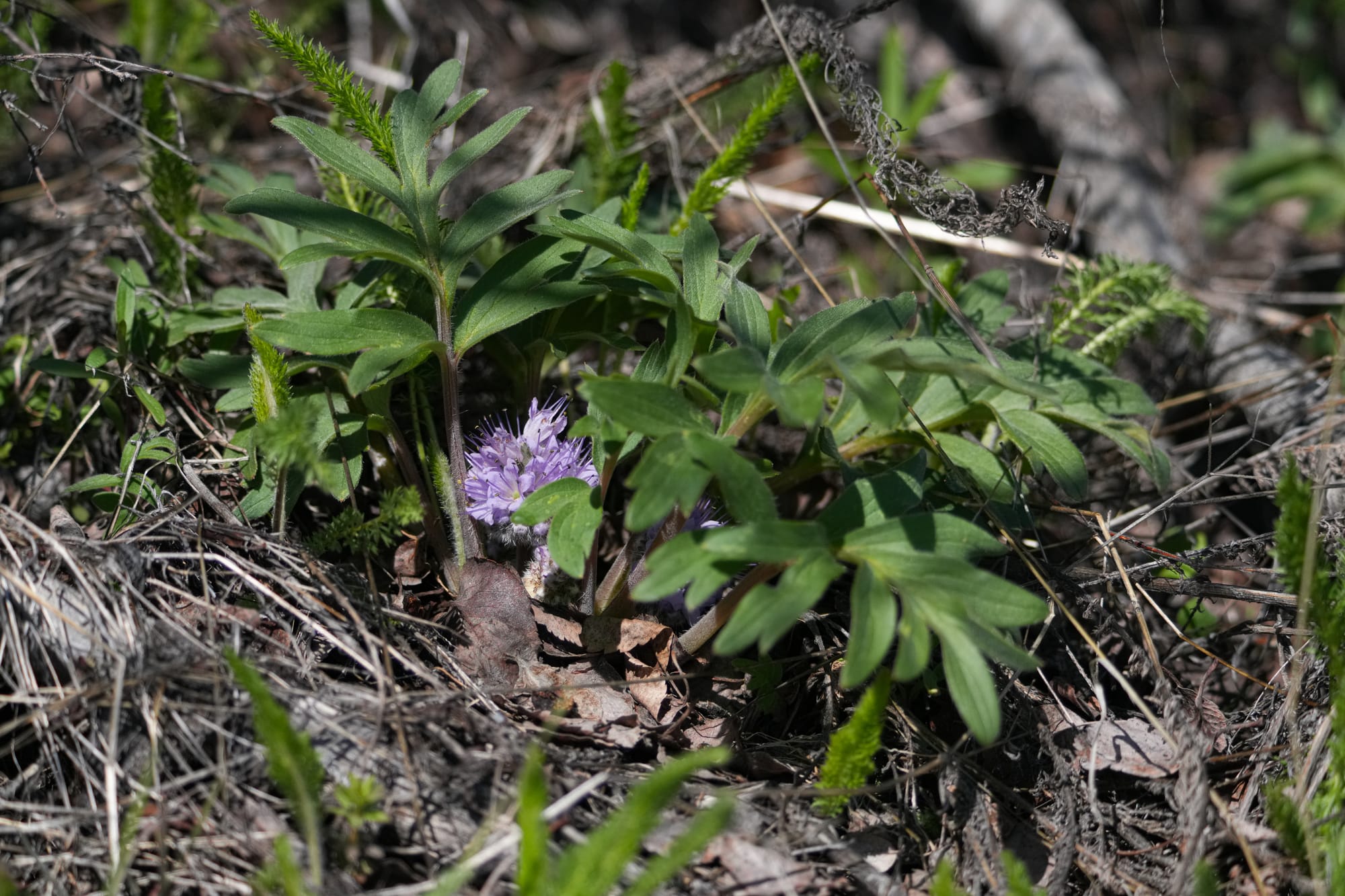 ballhead waterleaf