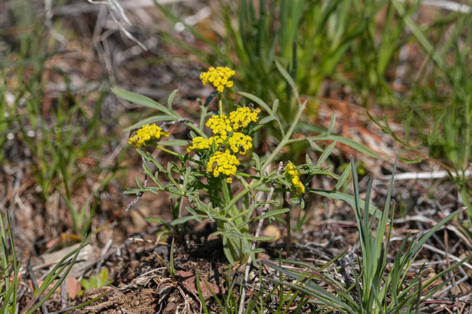swale desert-parslet