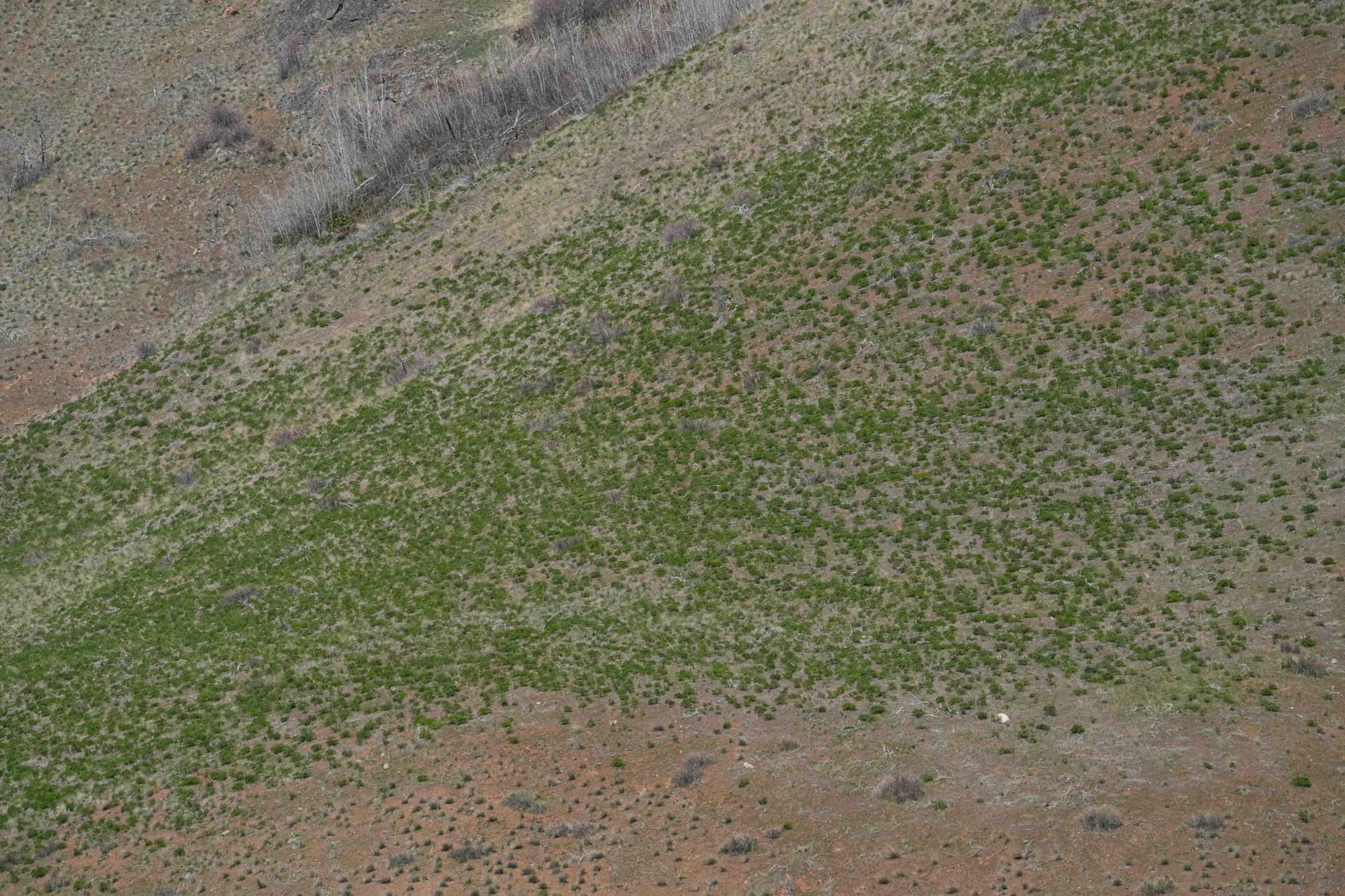 fernleaf desert-parsley