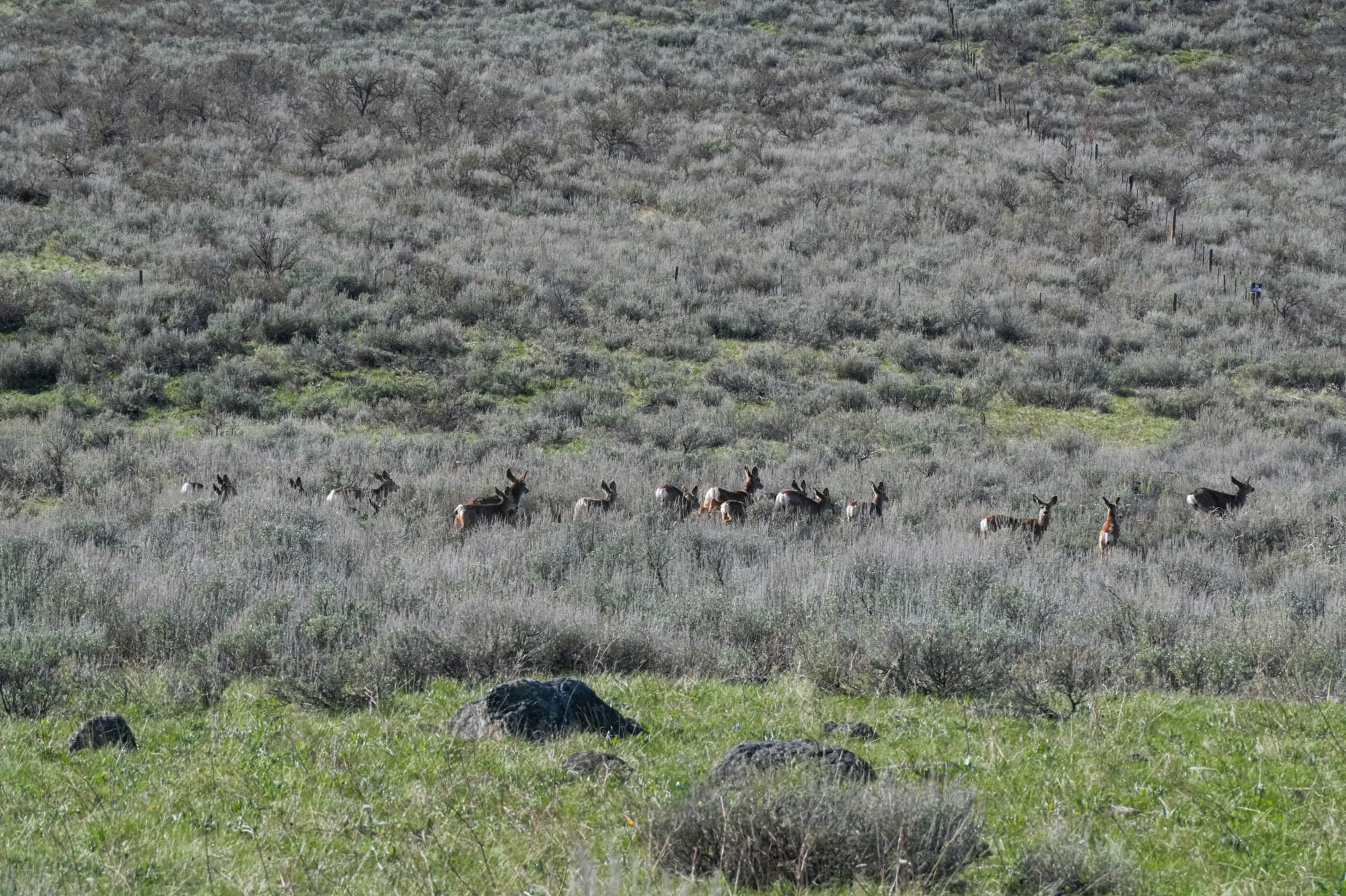 mule deer