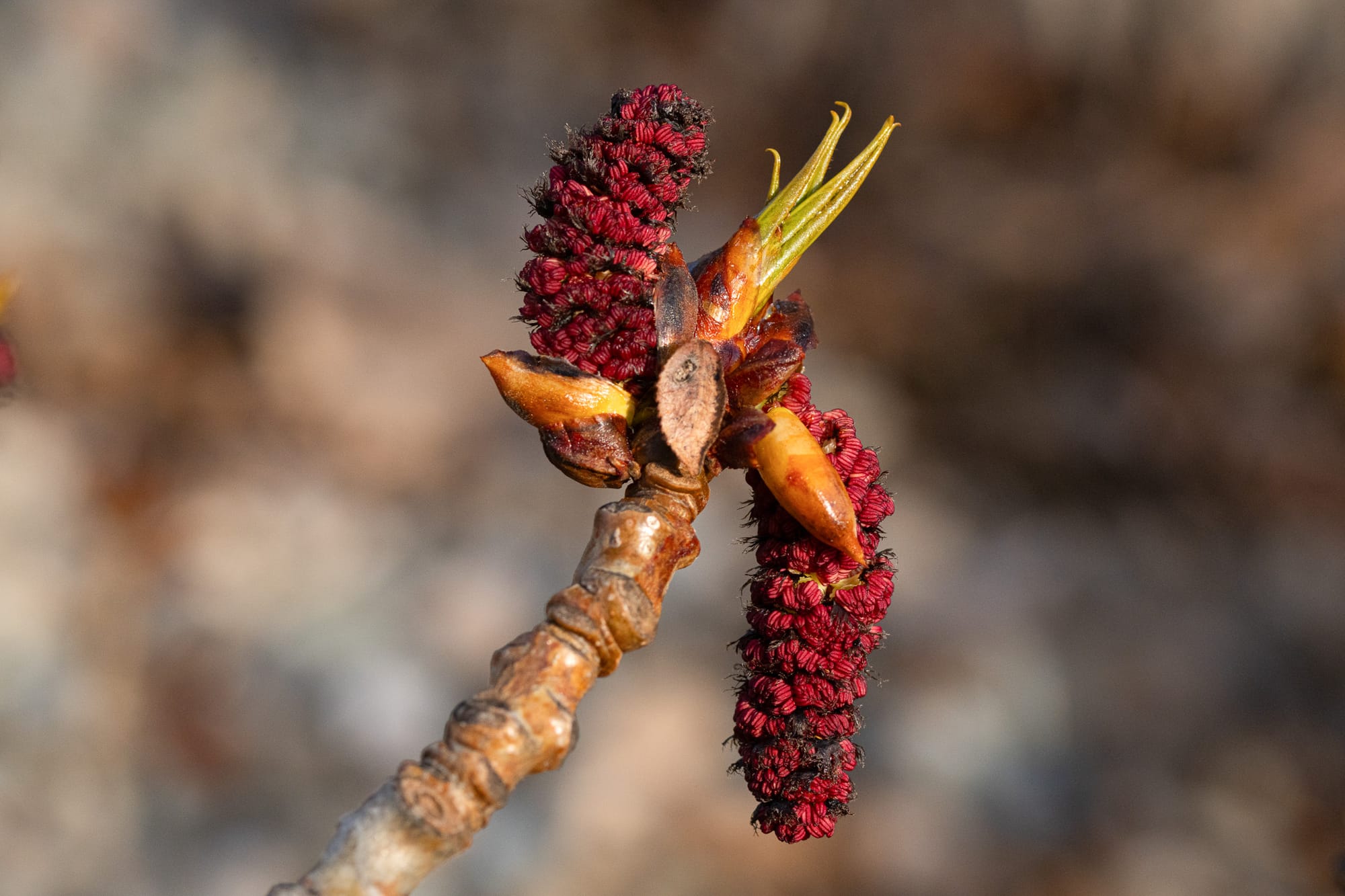 cottonwood catkins and leaves