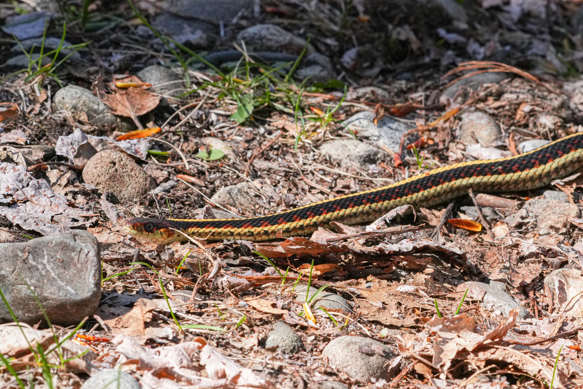 garter snake