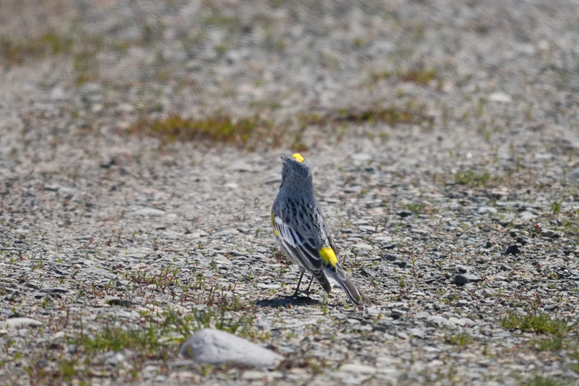 yellow-rumped warbler