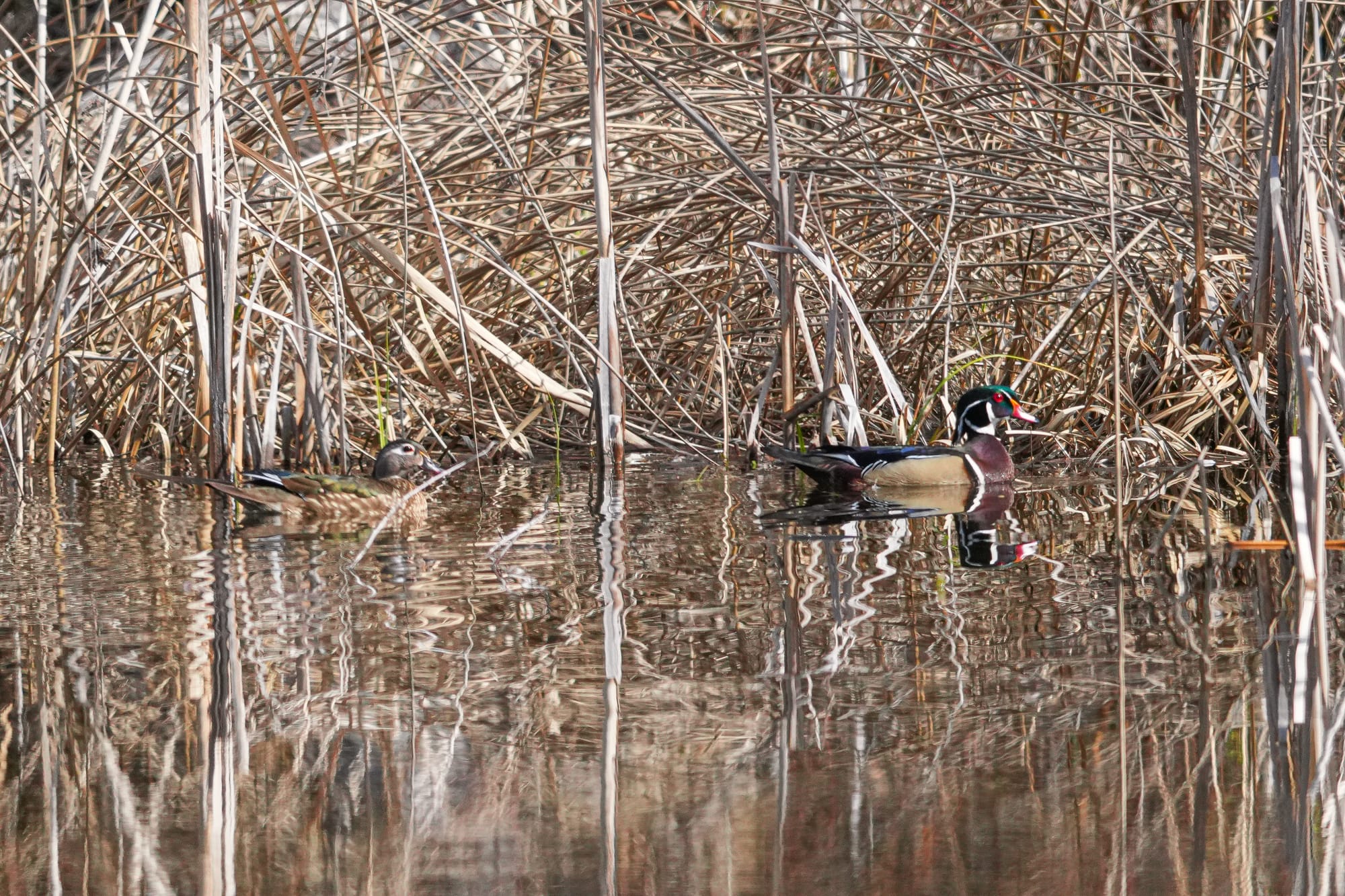 wood ducks
