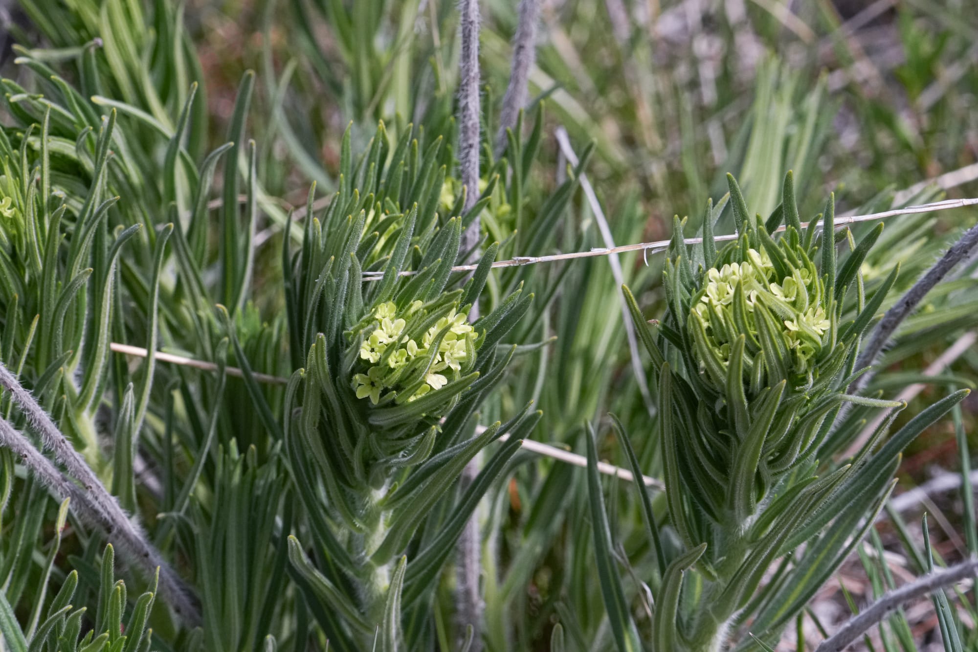 puccoon