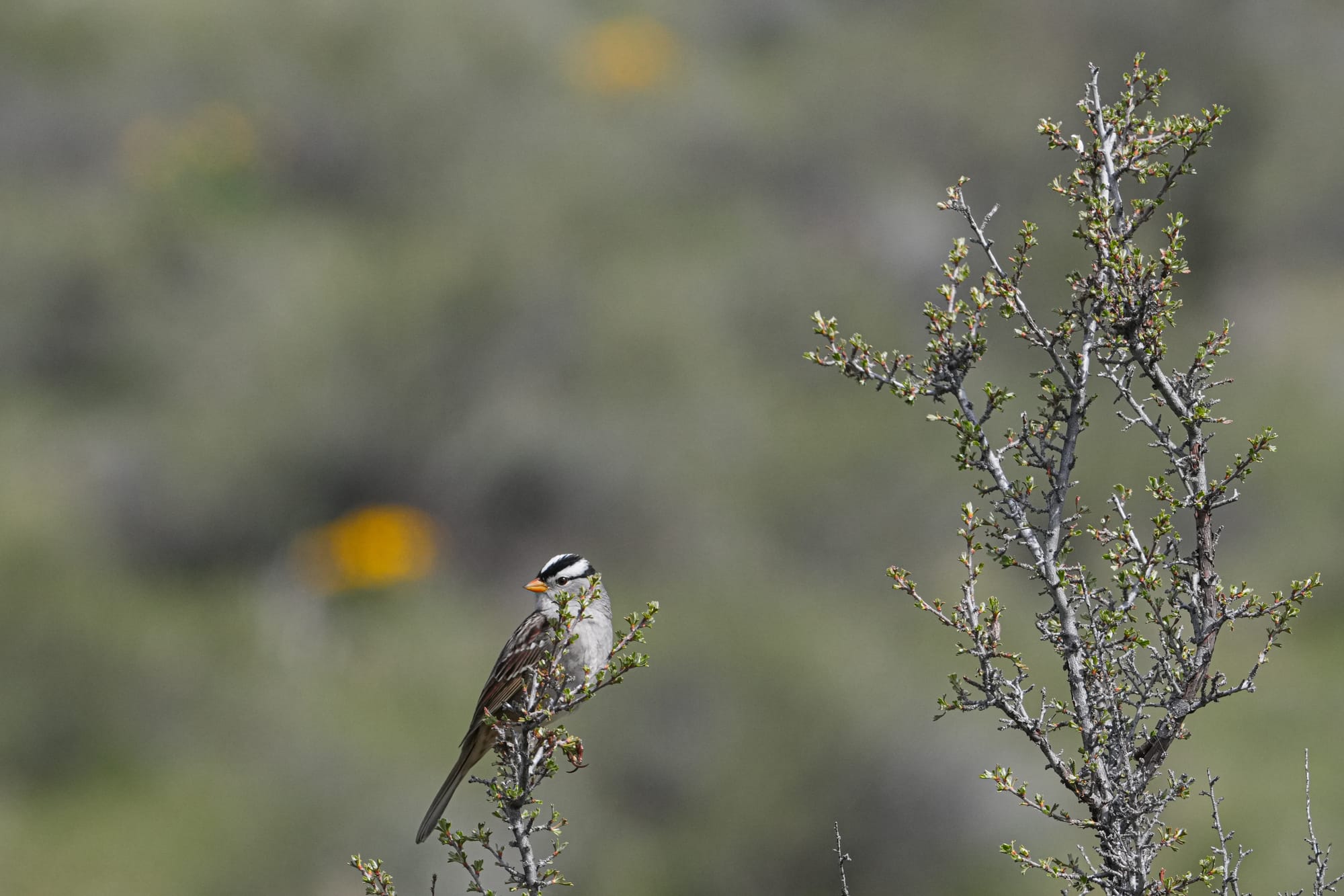 white-crowned sparrows
