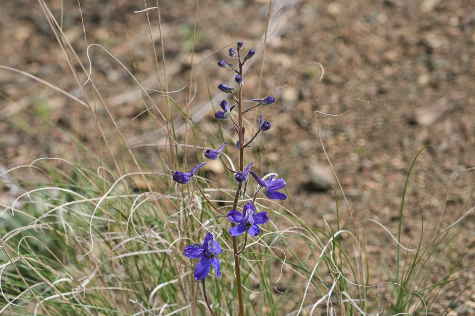 larkspur