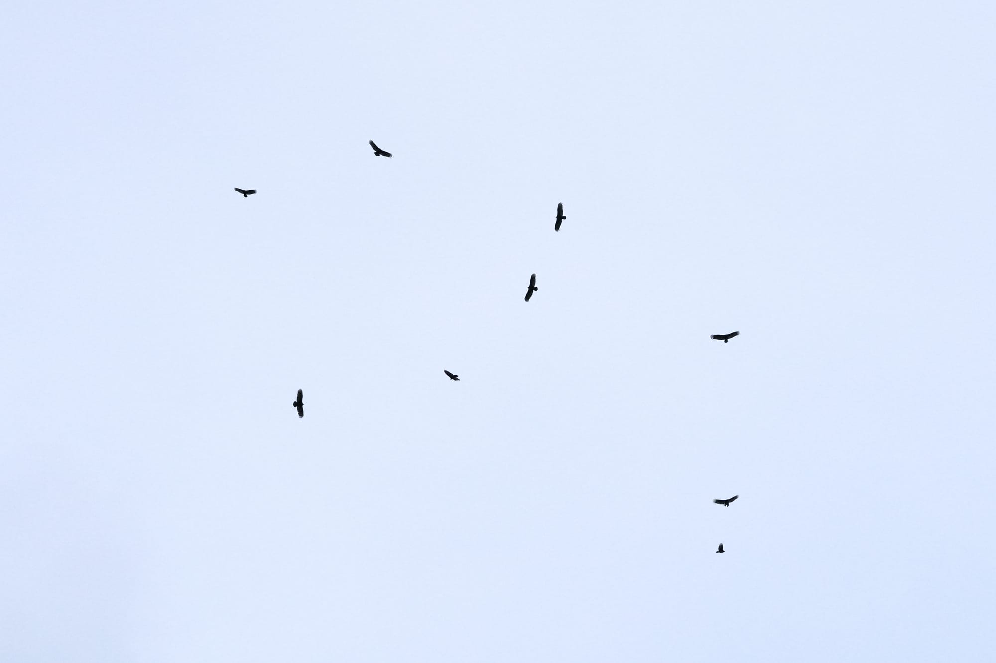 turkey vultures