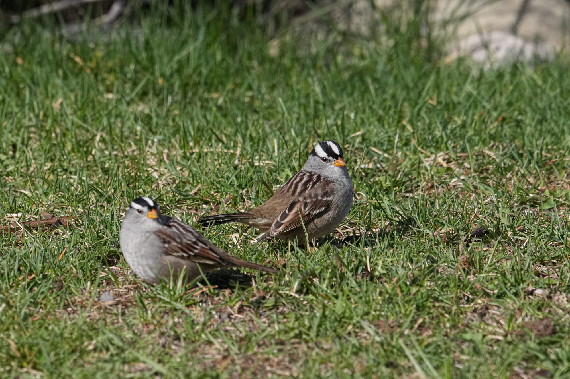 white-crowned sparrows