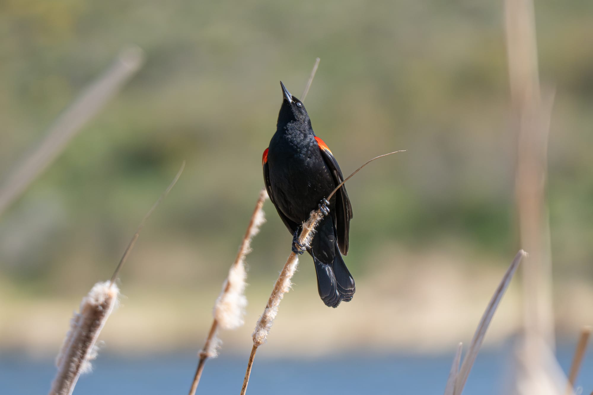 red-winged blackbird