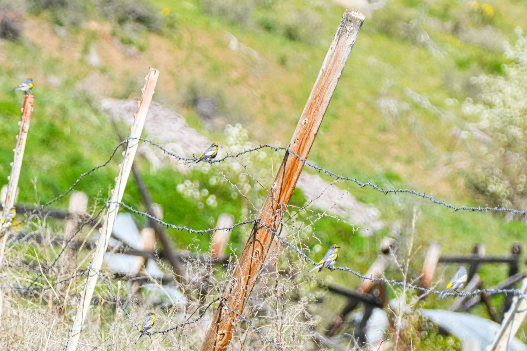 yellow-rumped warblers