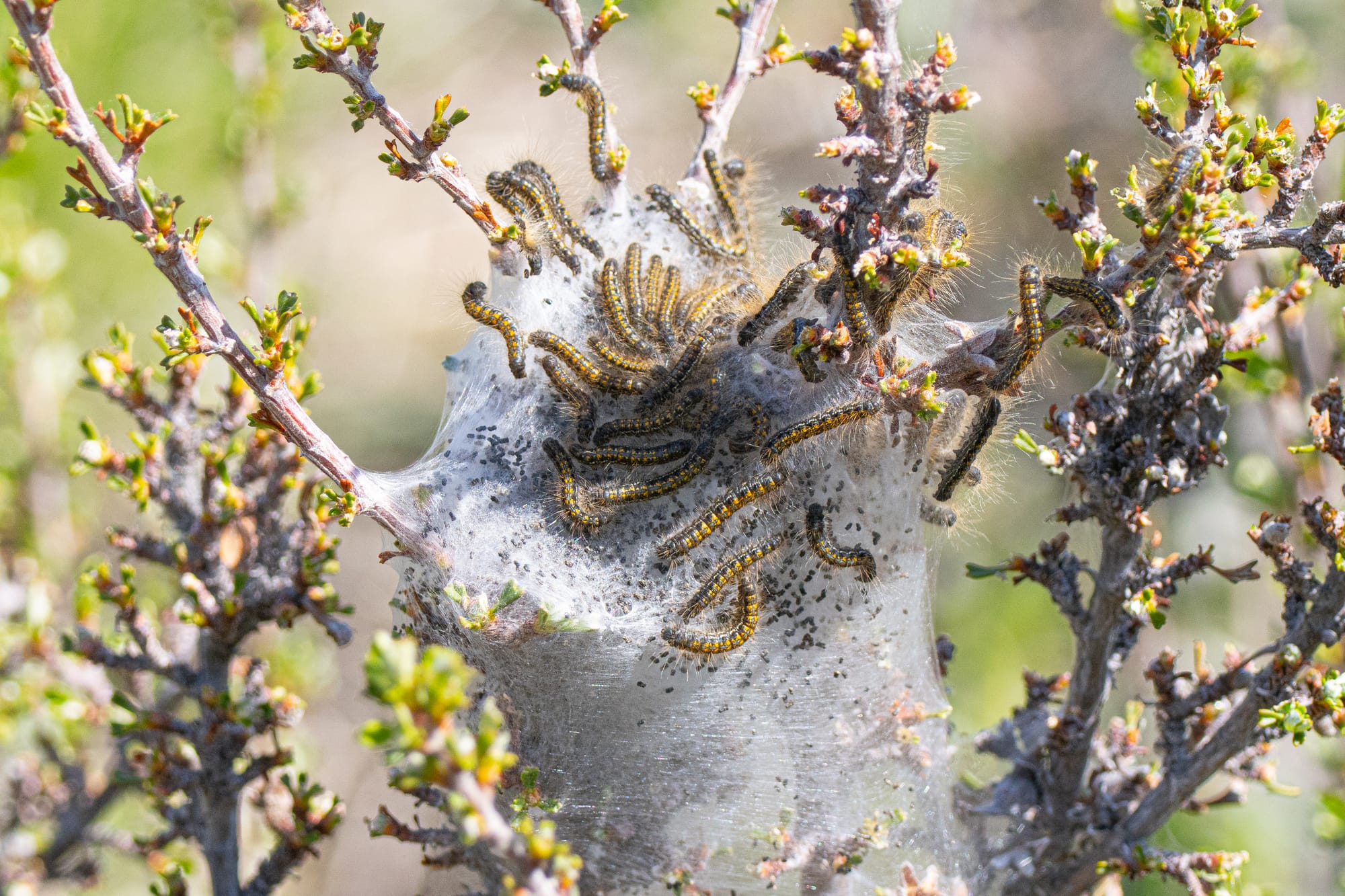 tent caterpillars