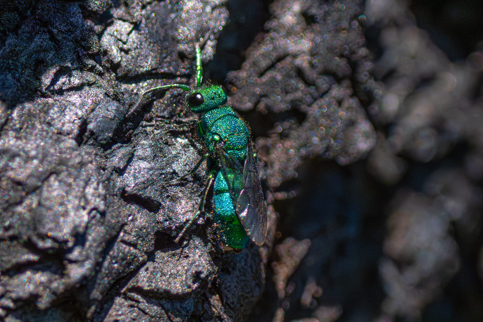 cuckoo wasp