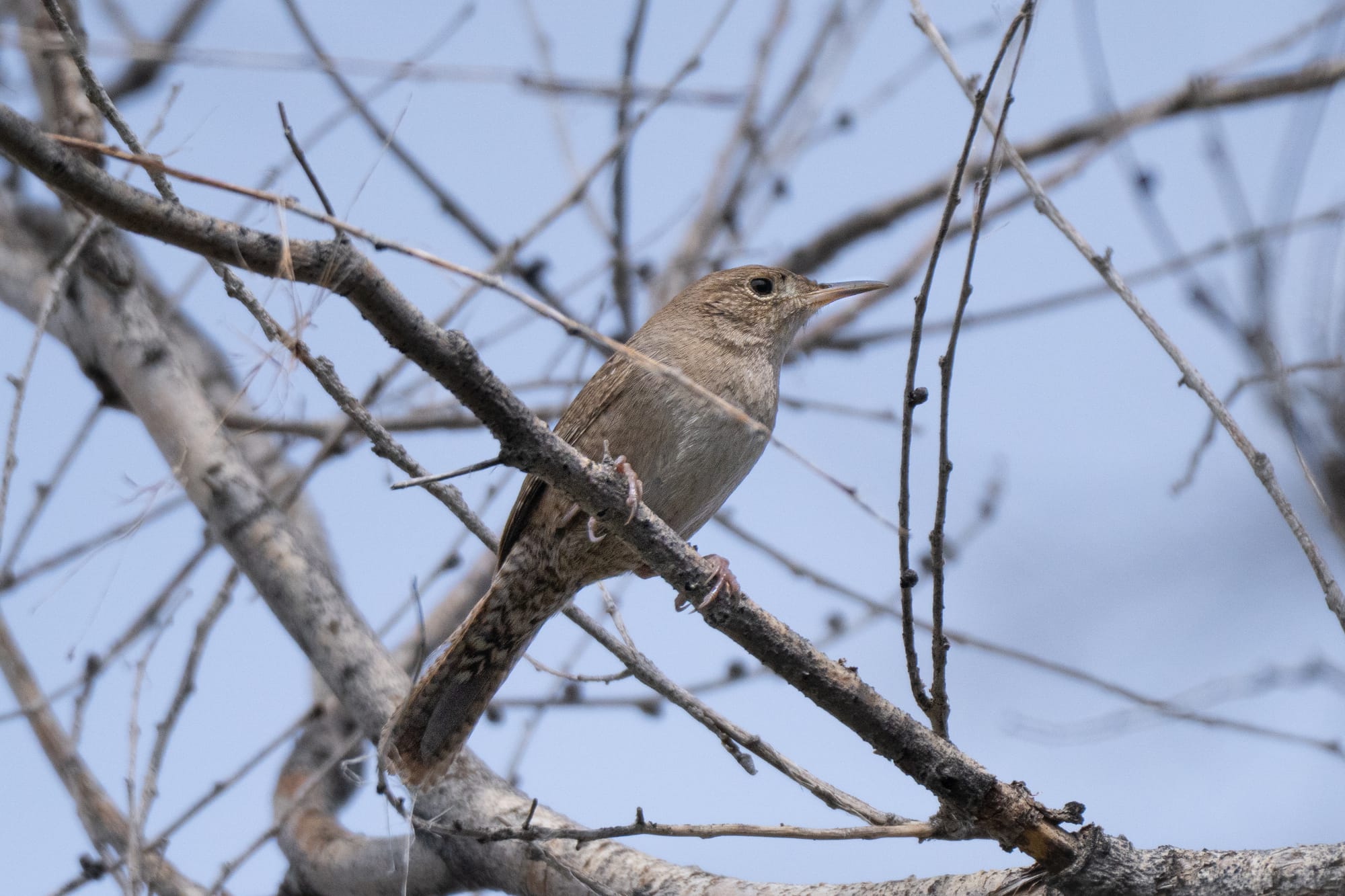 house wren