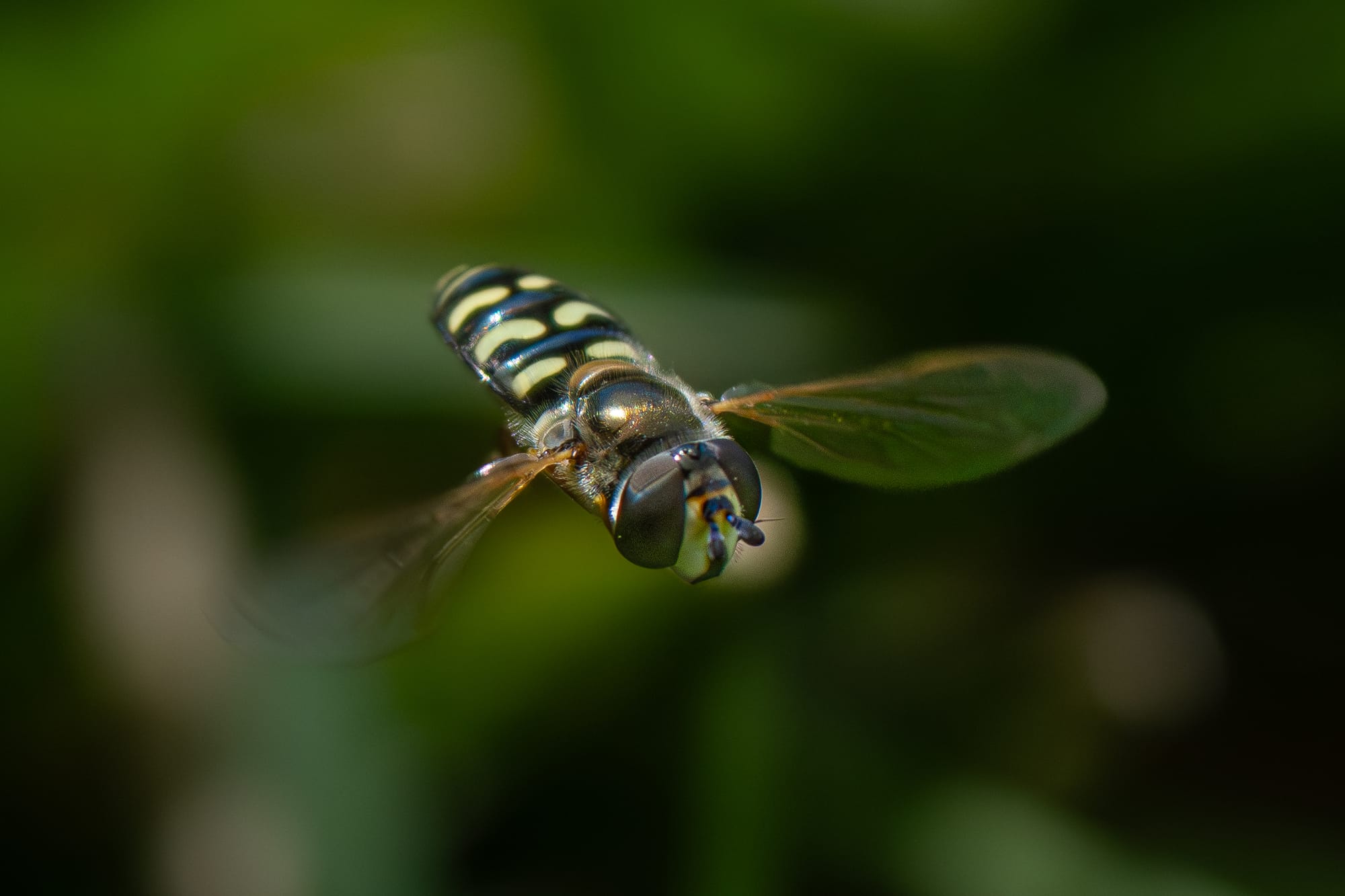 hover fly