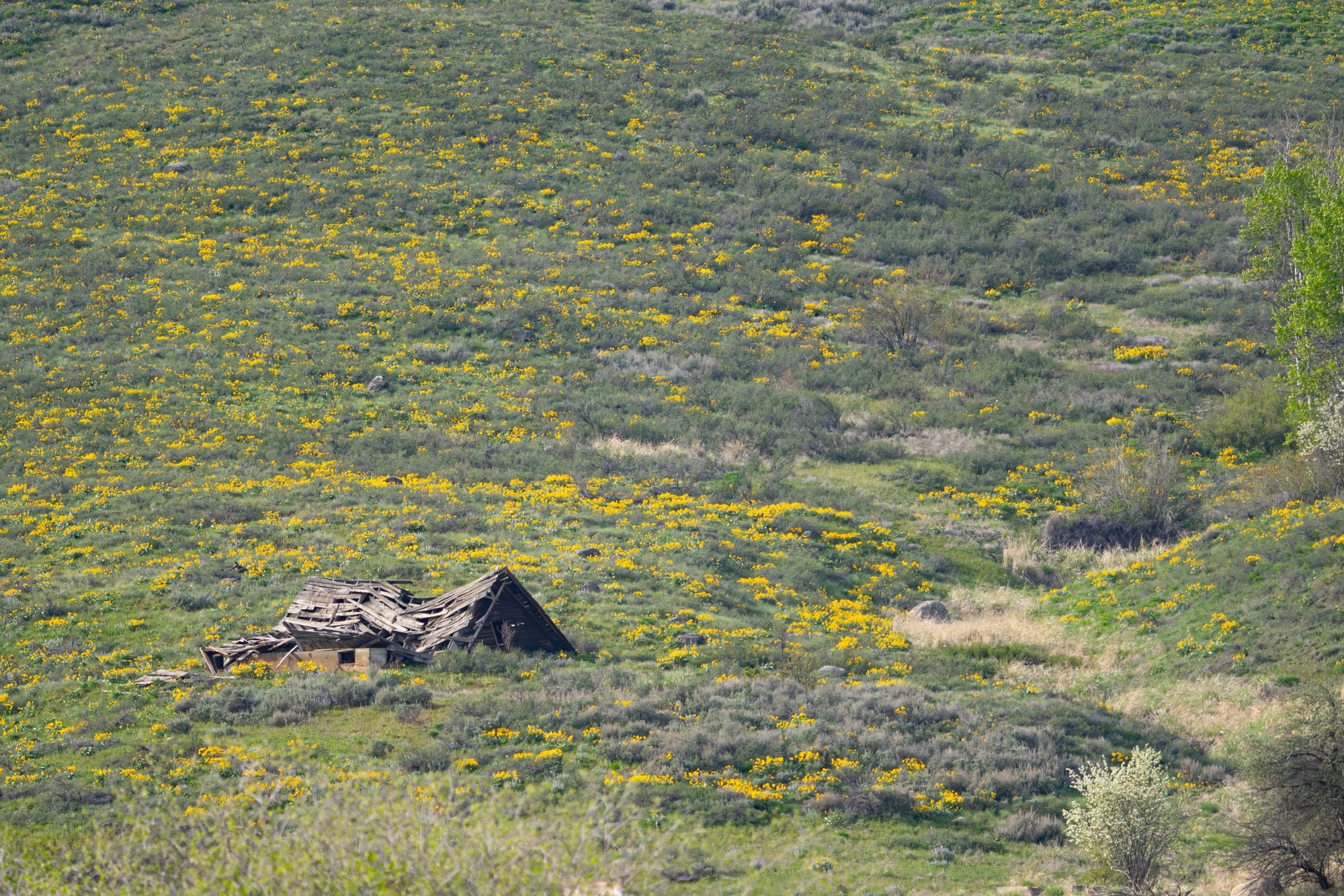 flowers and old building