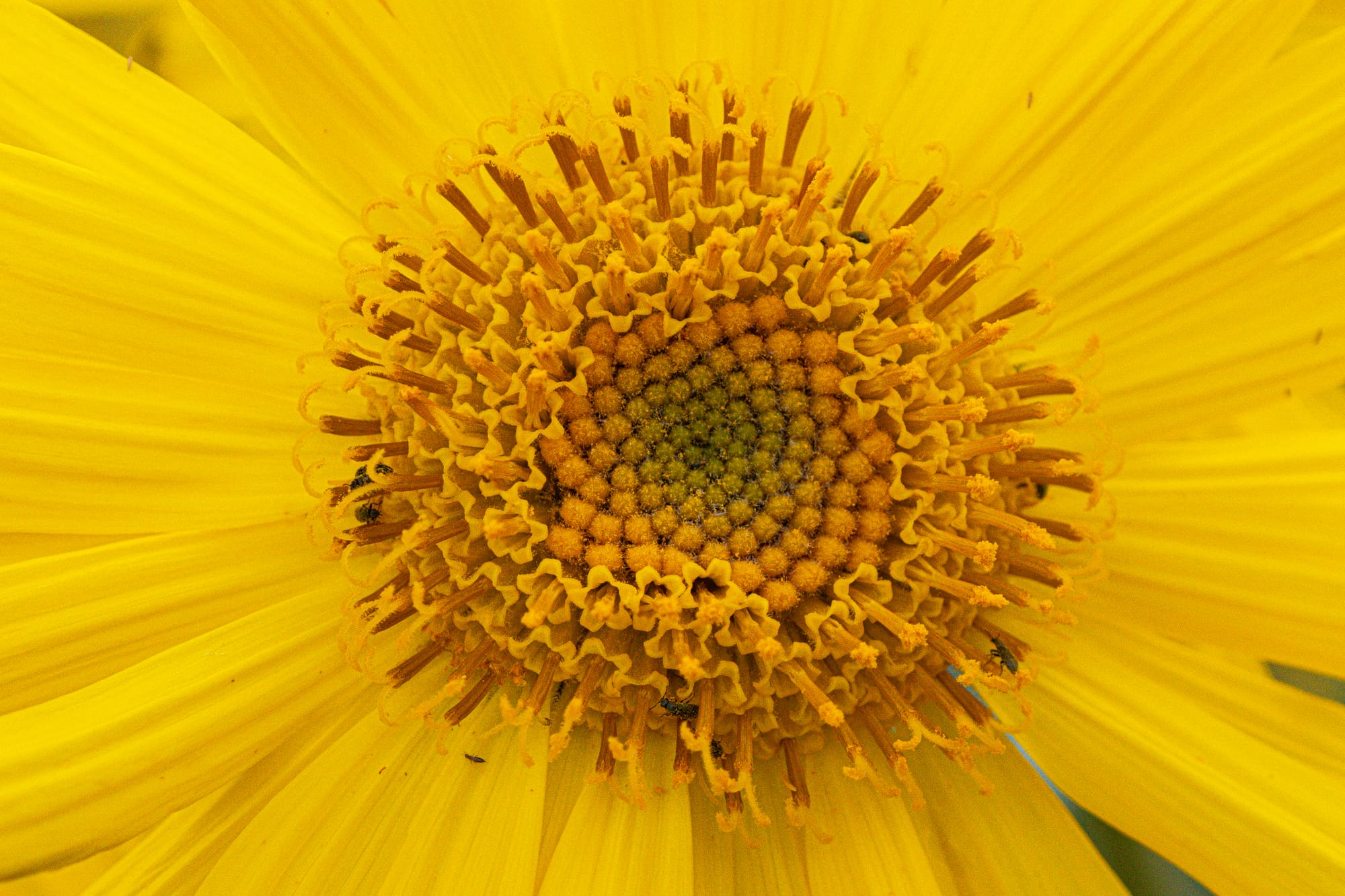 balsamroot flower