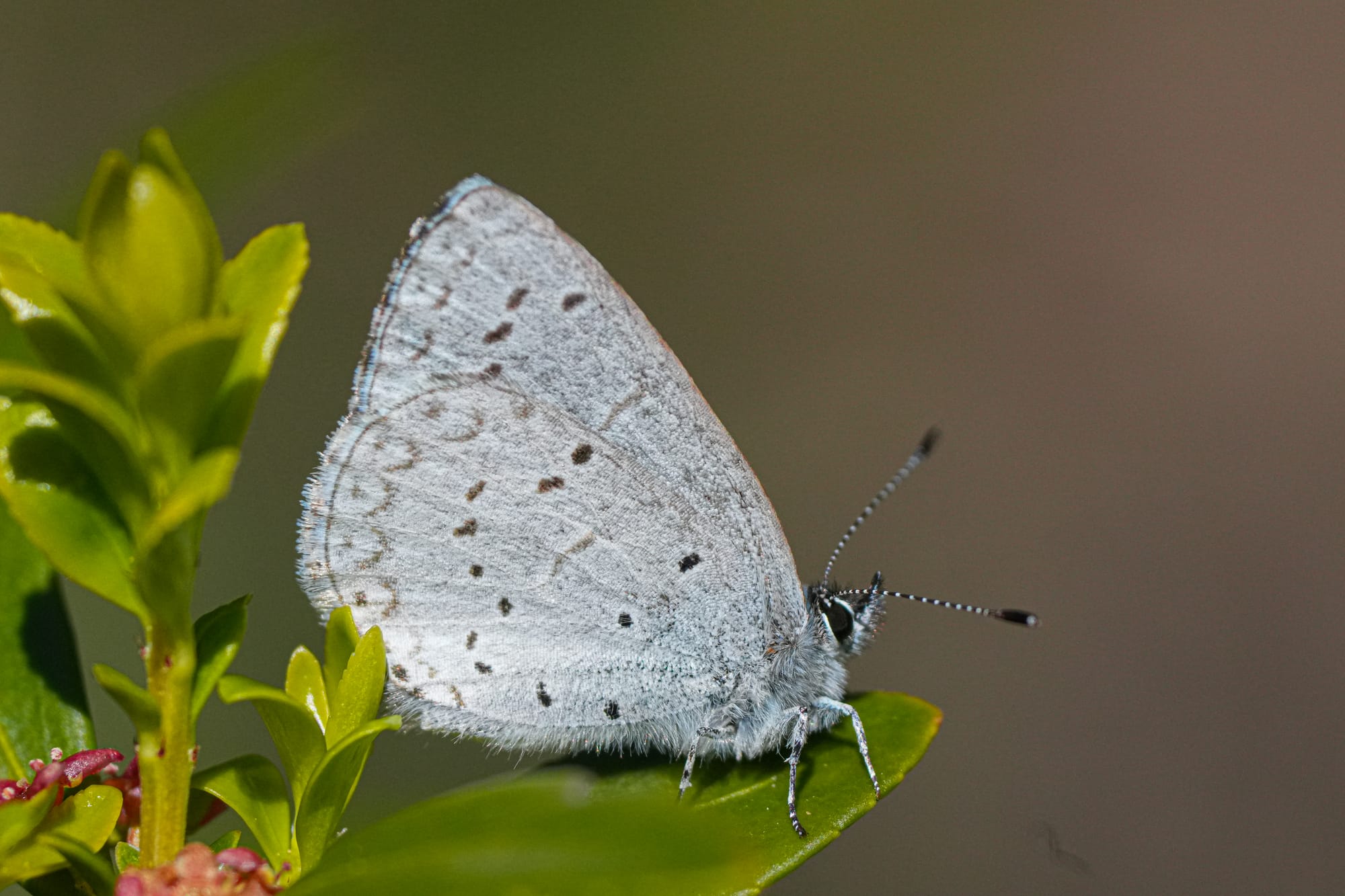 spring azure