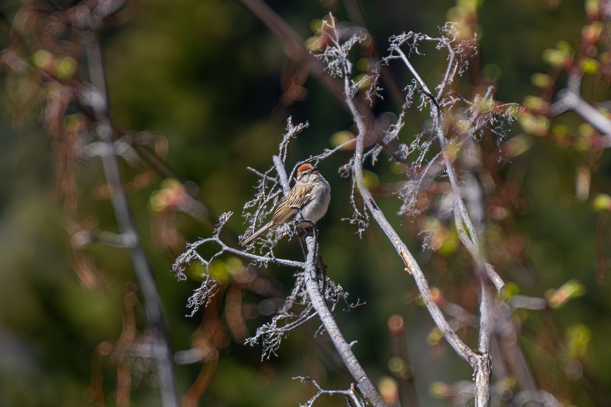 chipping sparrow