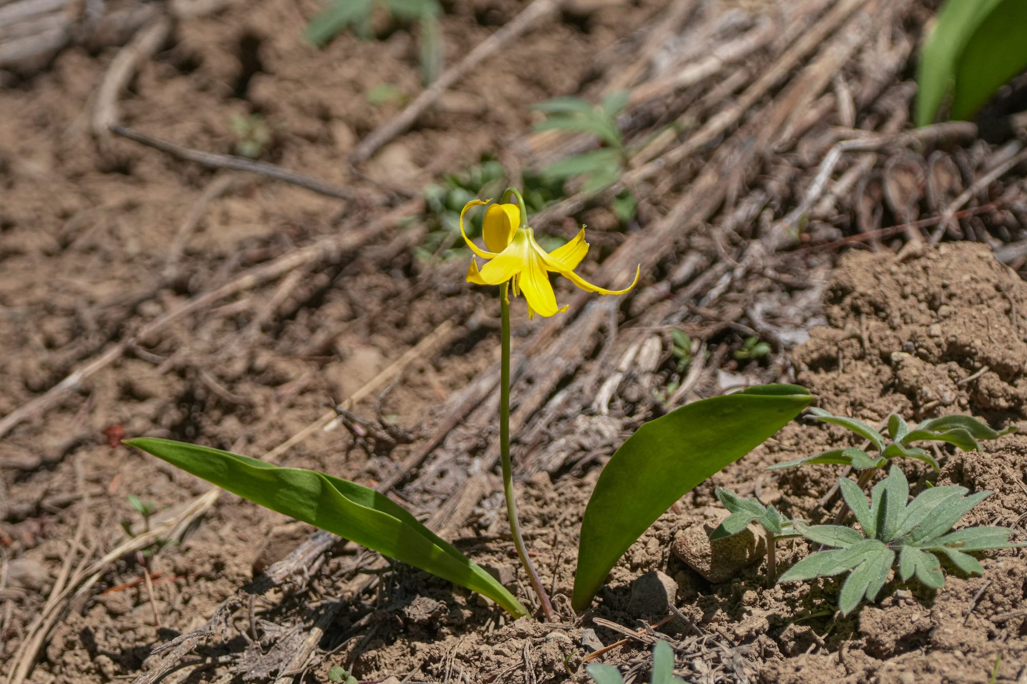 glacier lily