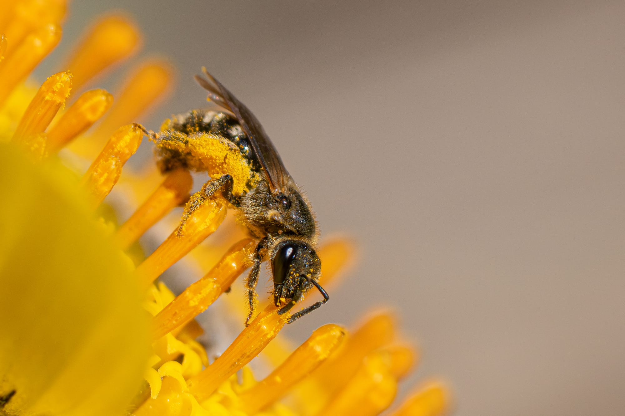 bee on flower