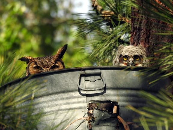 great horned owl baby
