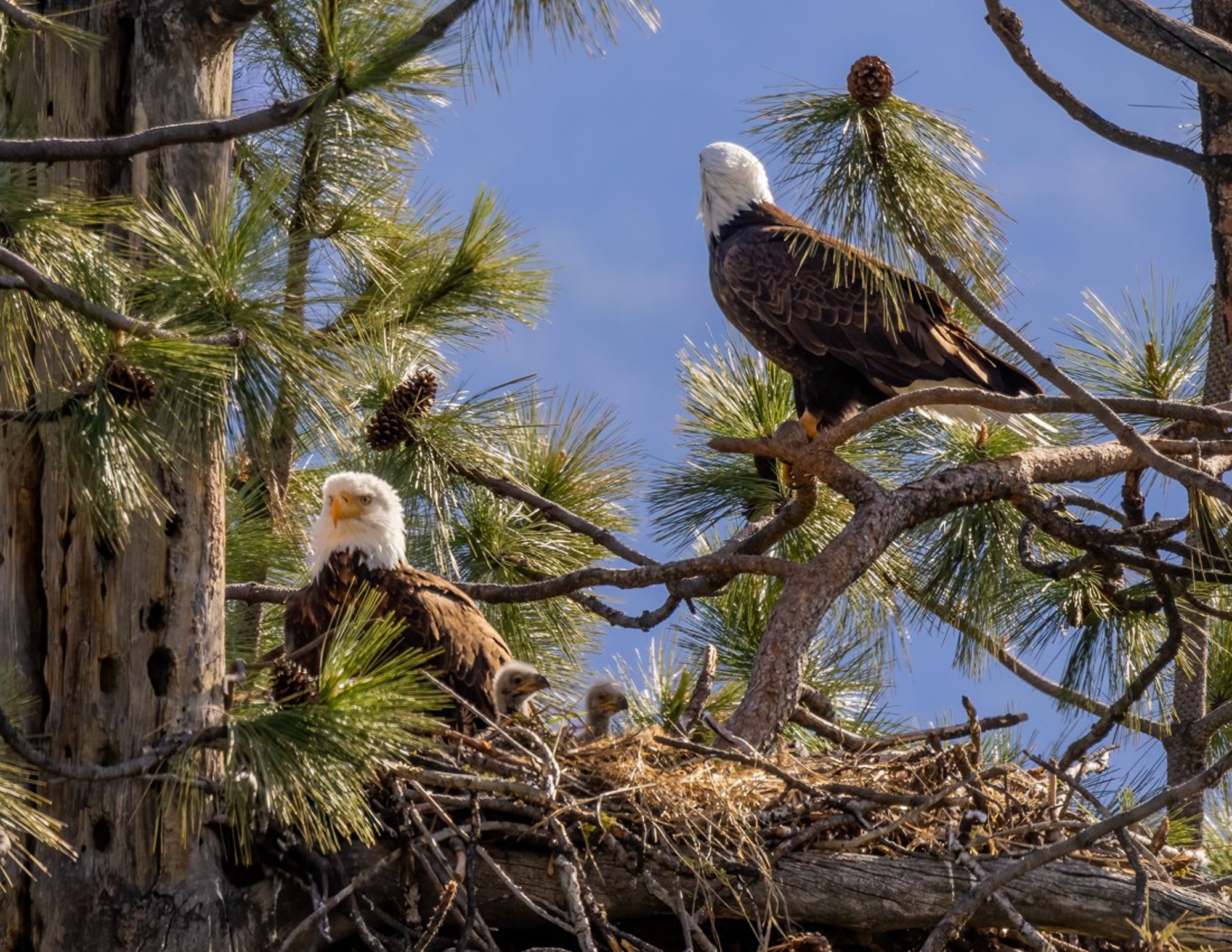 bald eagle nest