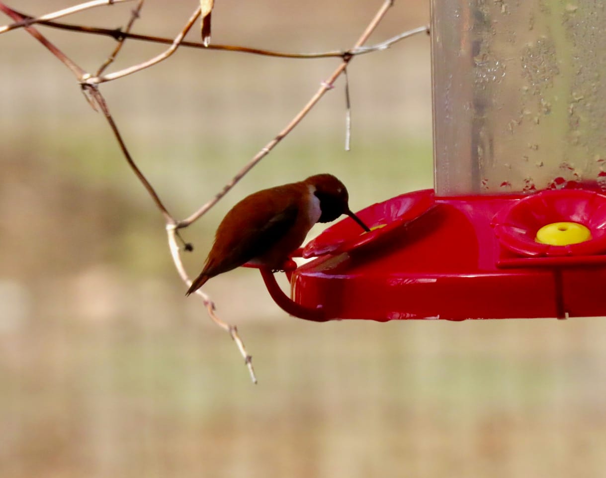 rufous hummingbird