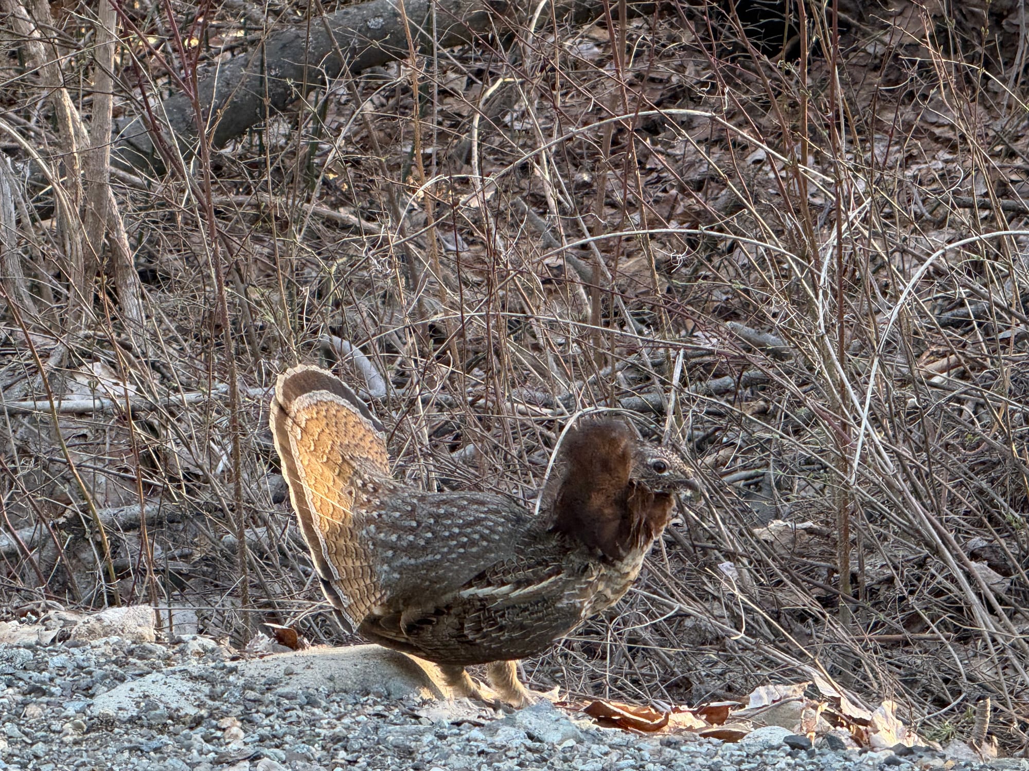 ruffed grouse