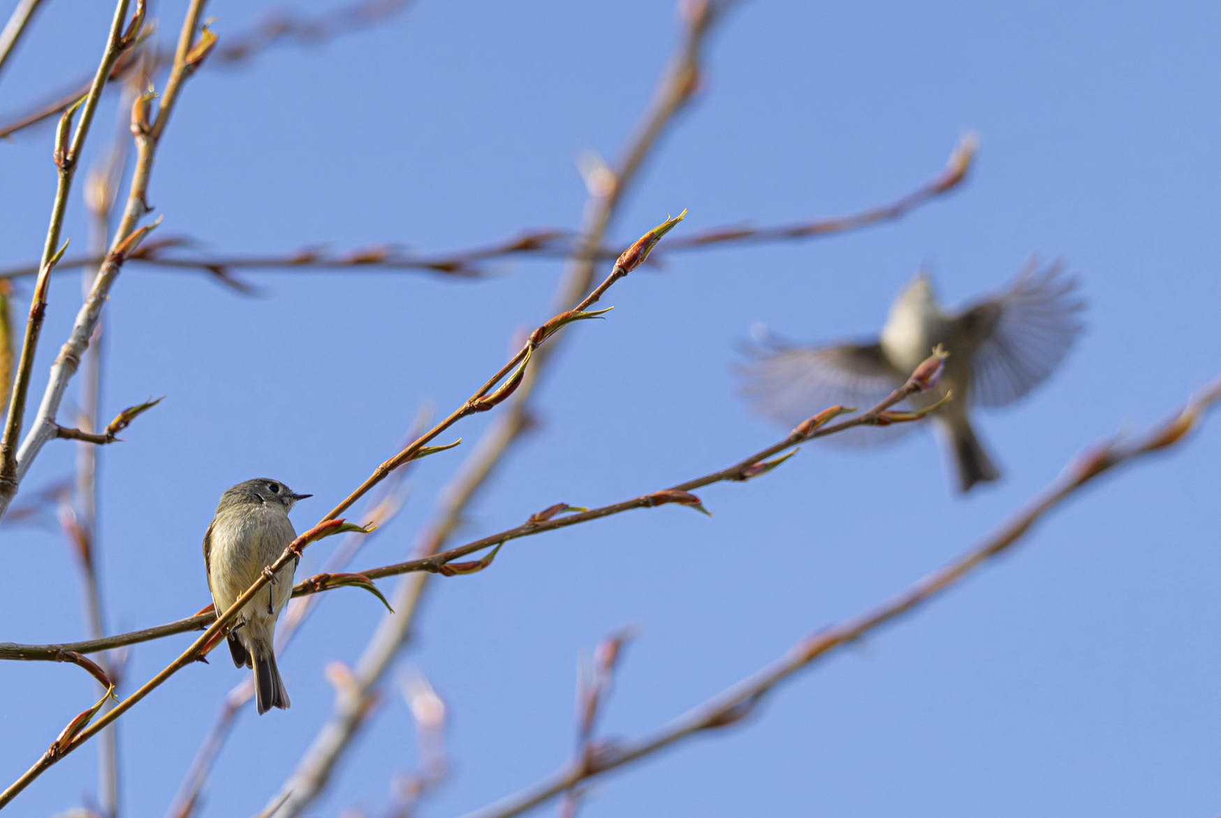 ruby-crowned kinglets