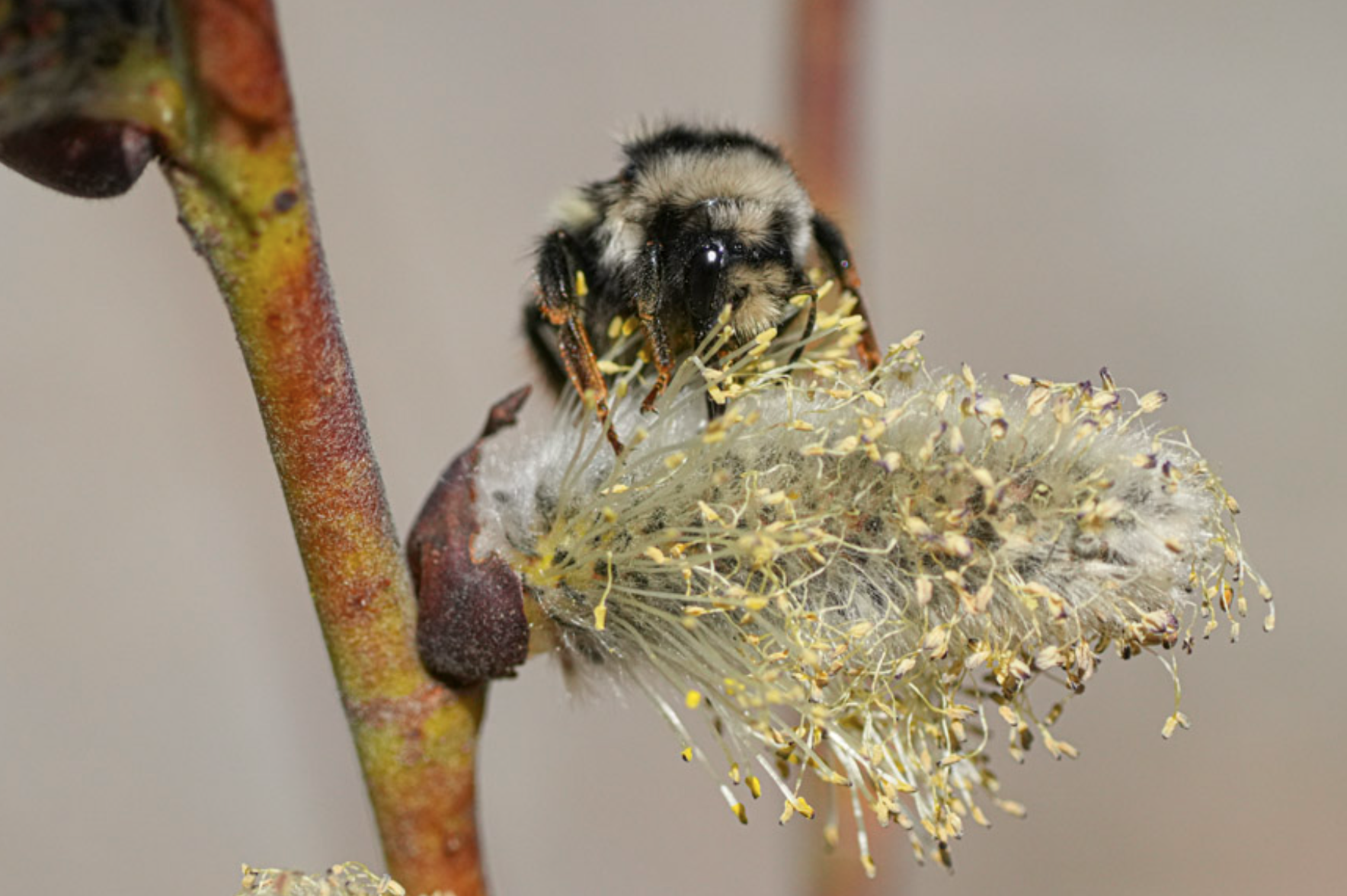 bumblebee on catkin