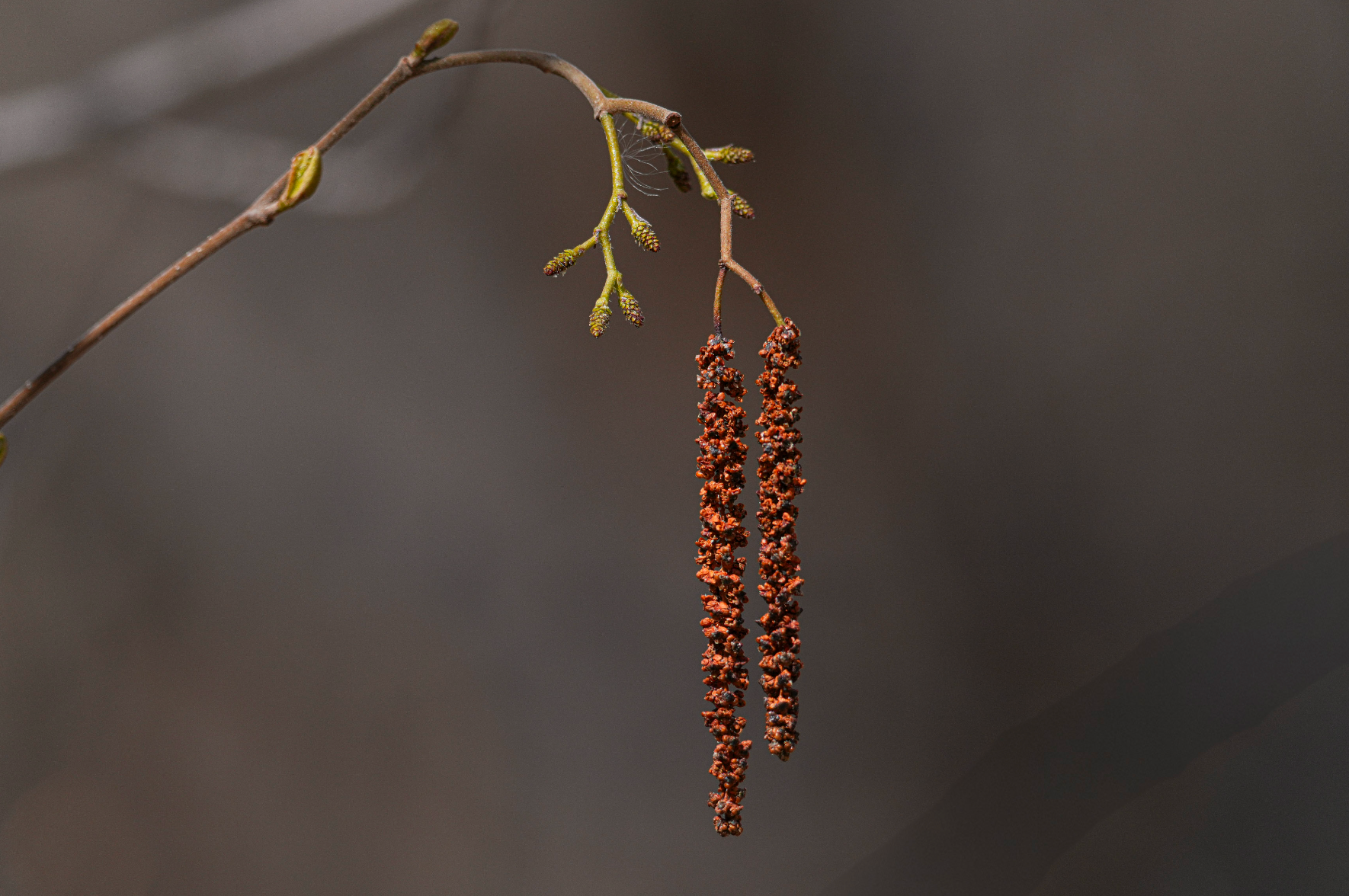 alder catkins
