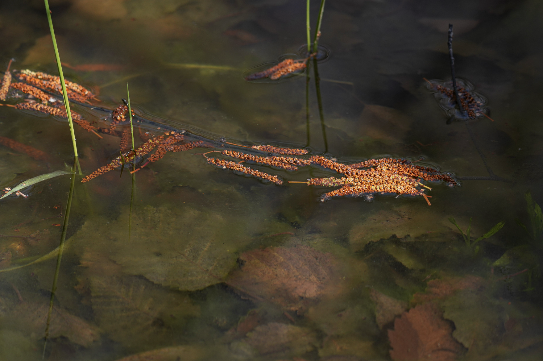 catkins in water