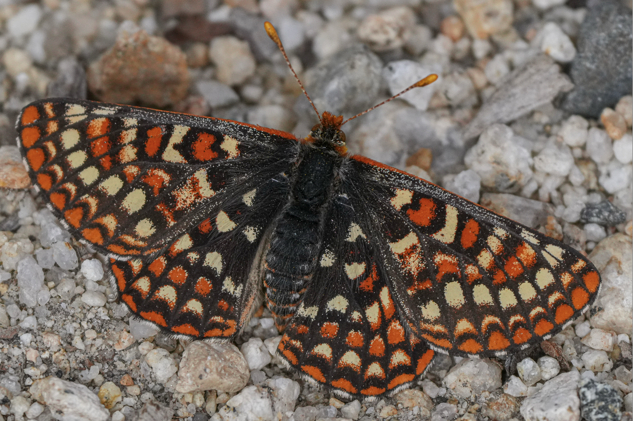 checkerspot