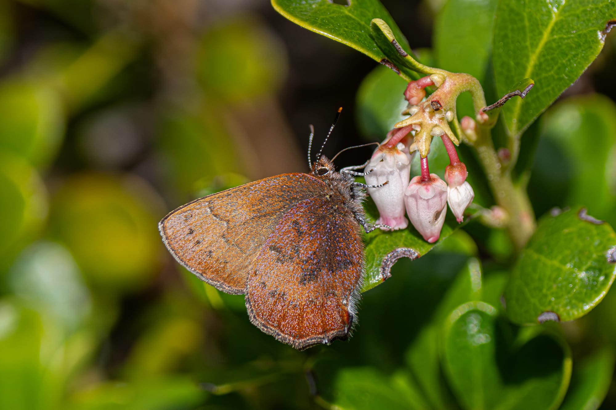 brown elfin
