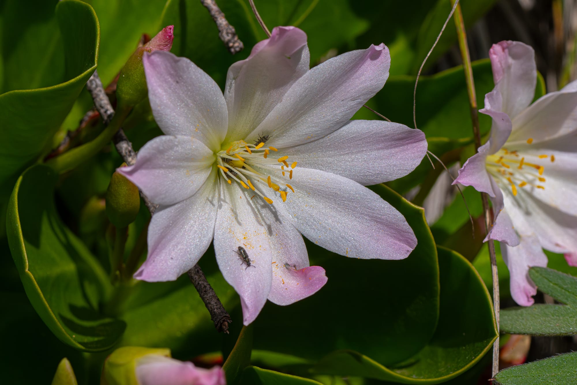 Tweedy's lewisia