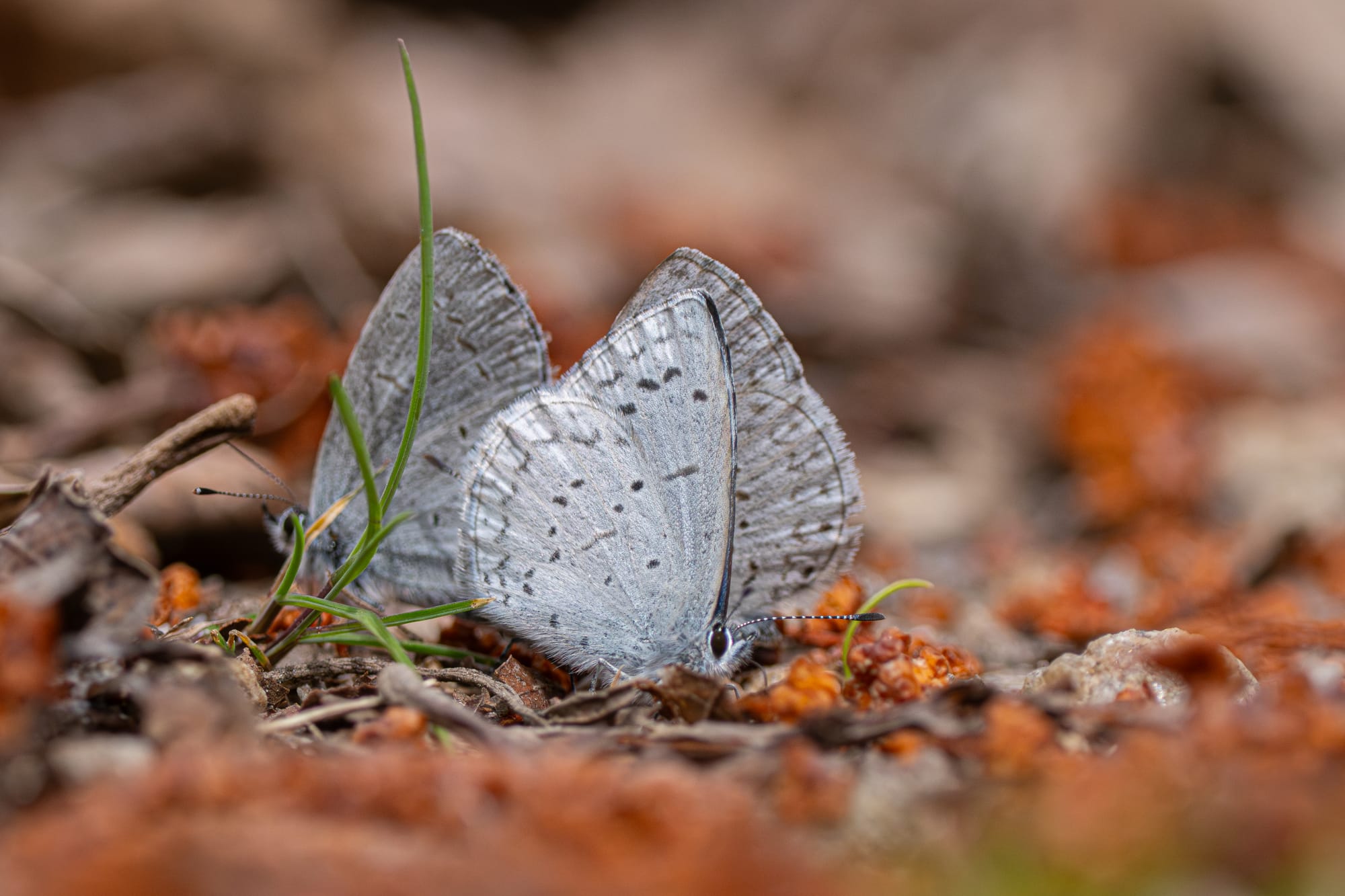 spring azure