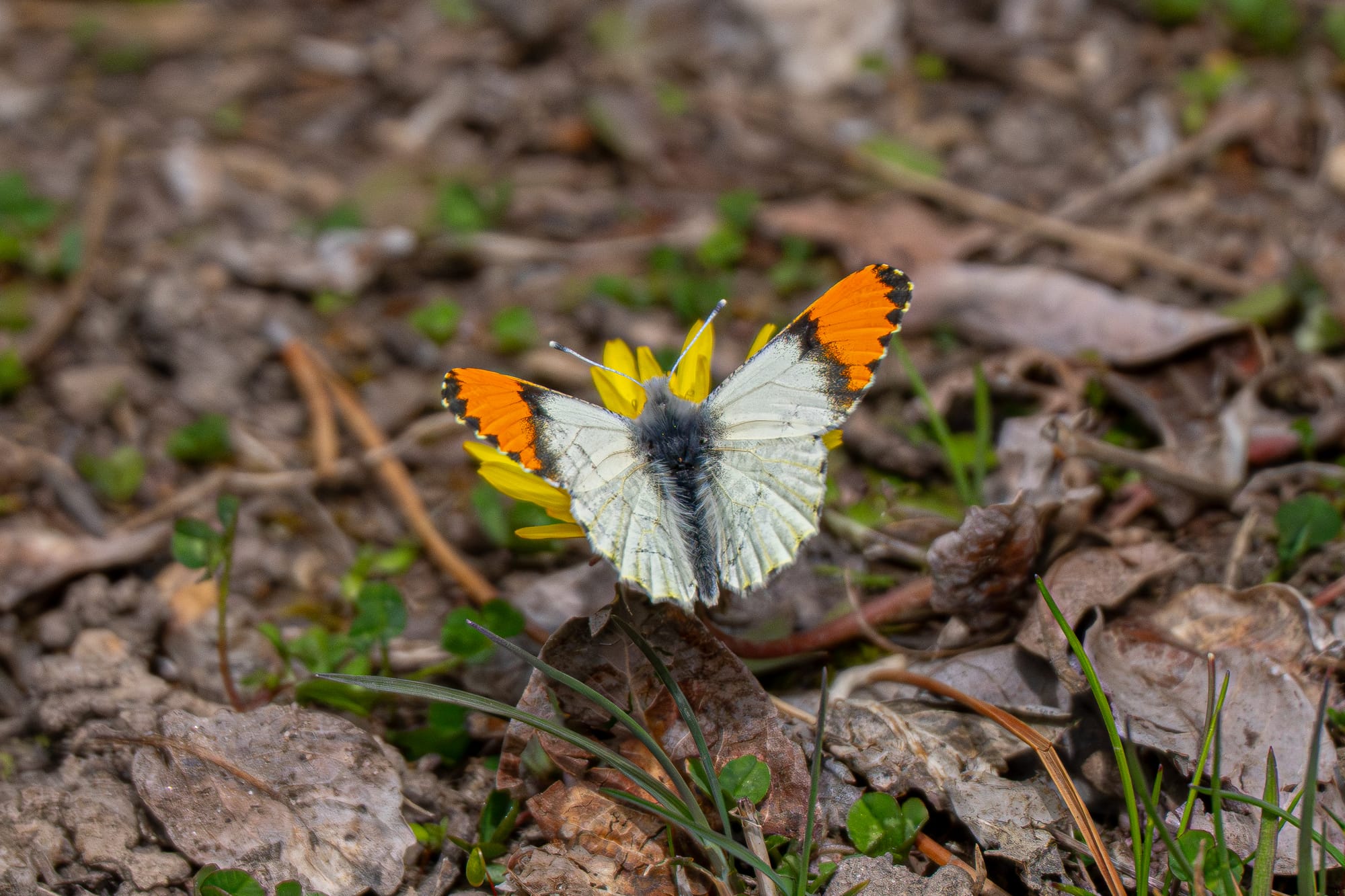 Julia orangetip