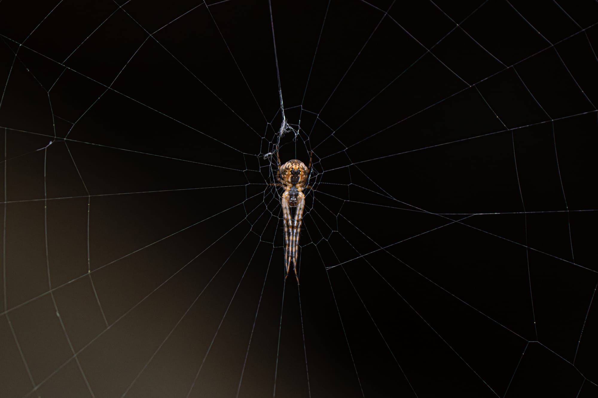 spider on web